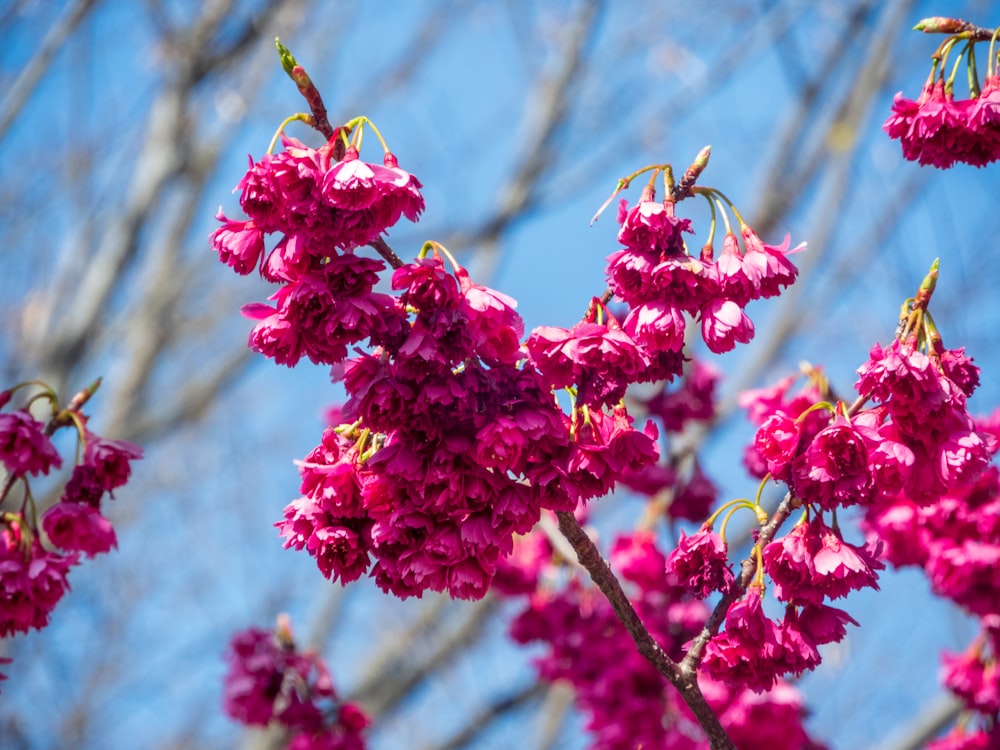 a close up of some flowers