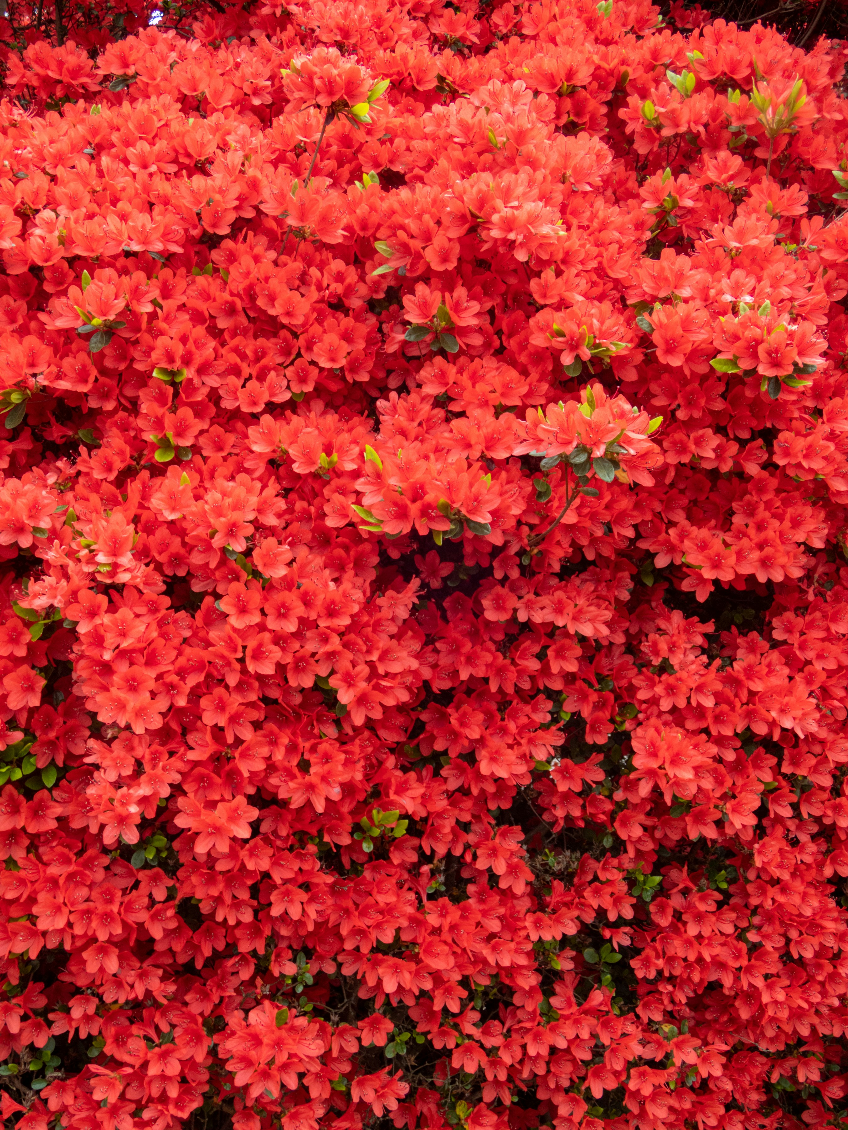 Photo by heppoko_yama