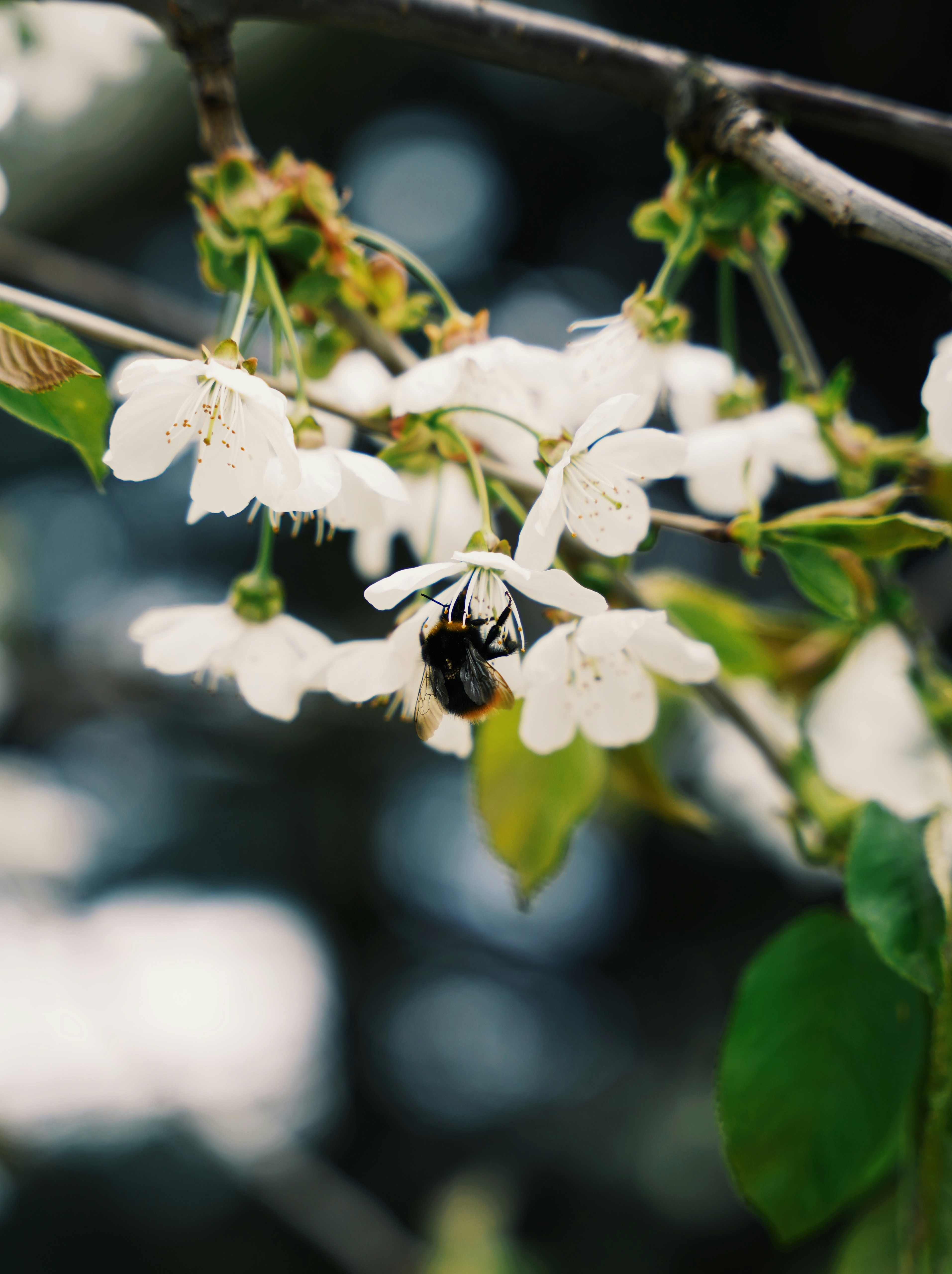 Photo by szmichalczyk