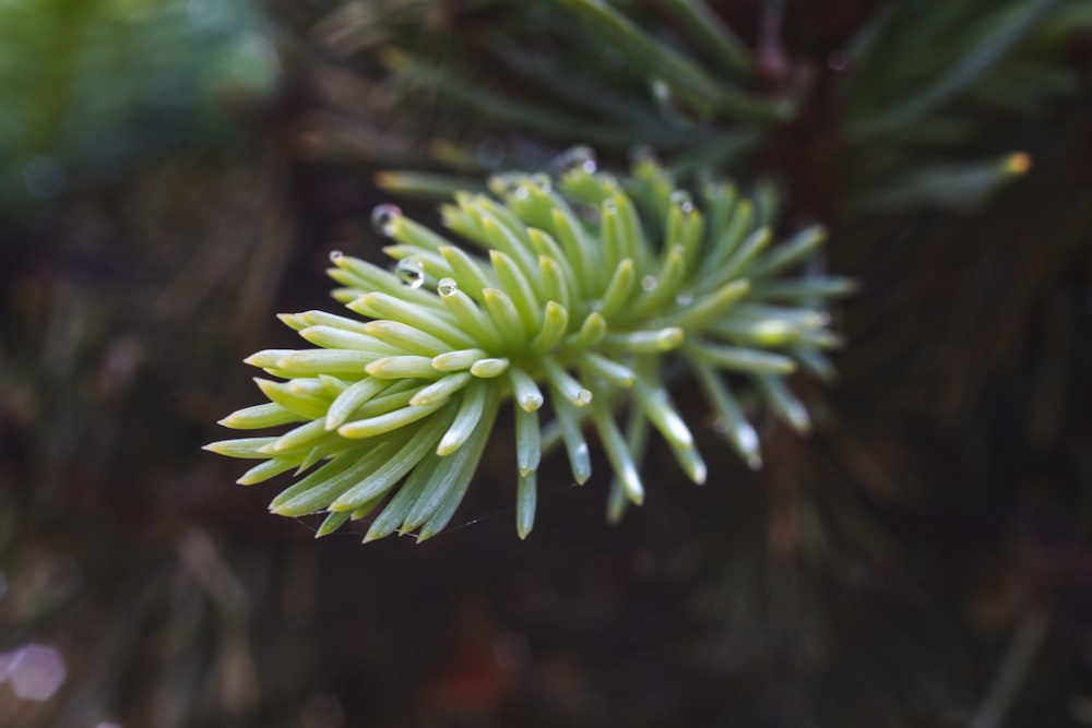 a plant with green leaves