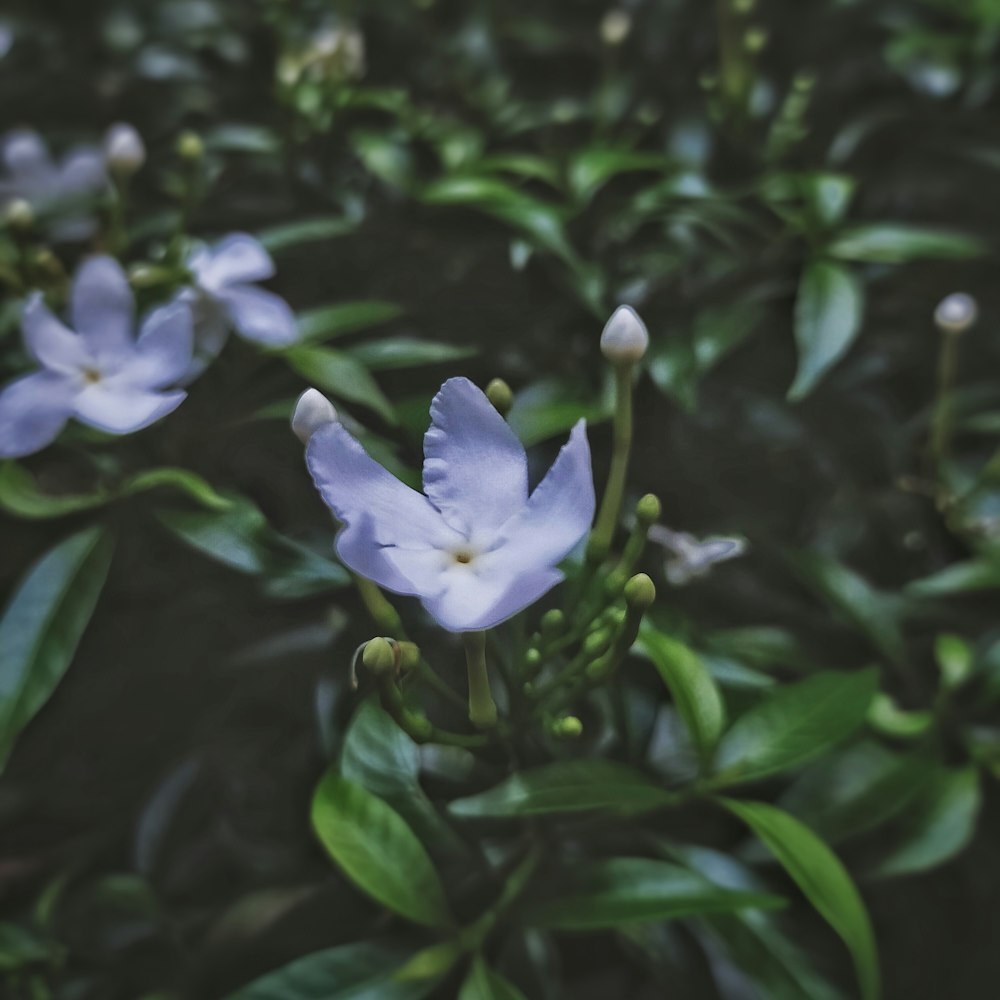 a close up of a flower