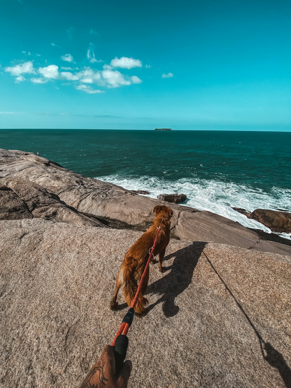 a person holding a lizard on a rock by the ocean