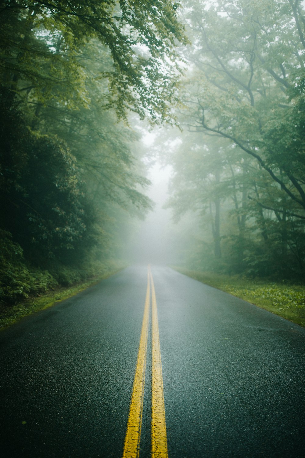 una strada alberata su entrambi i lati