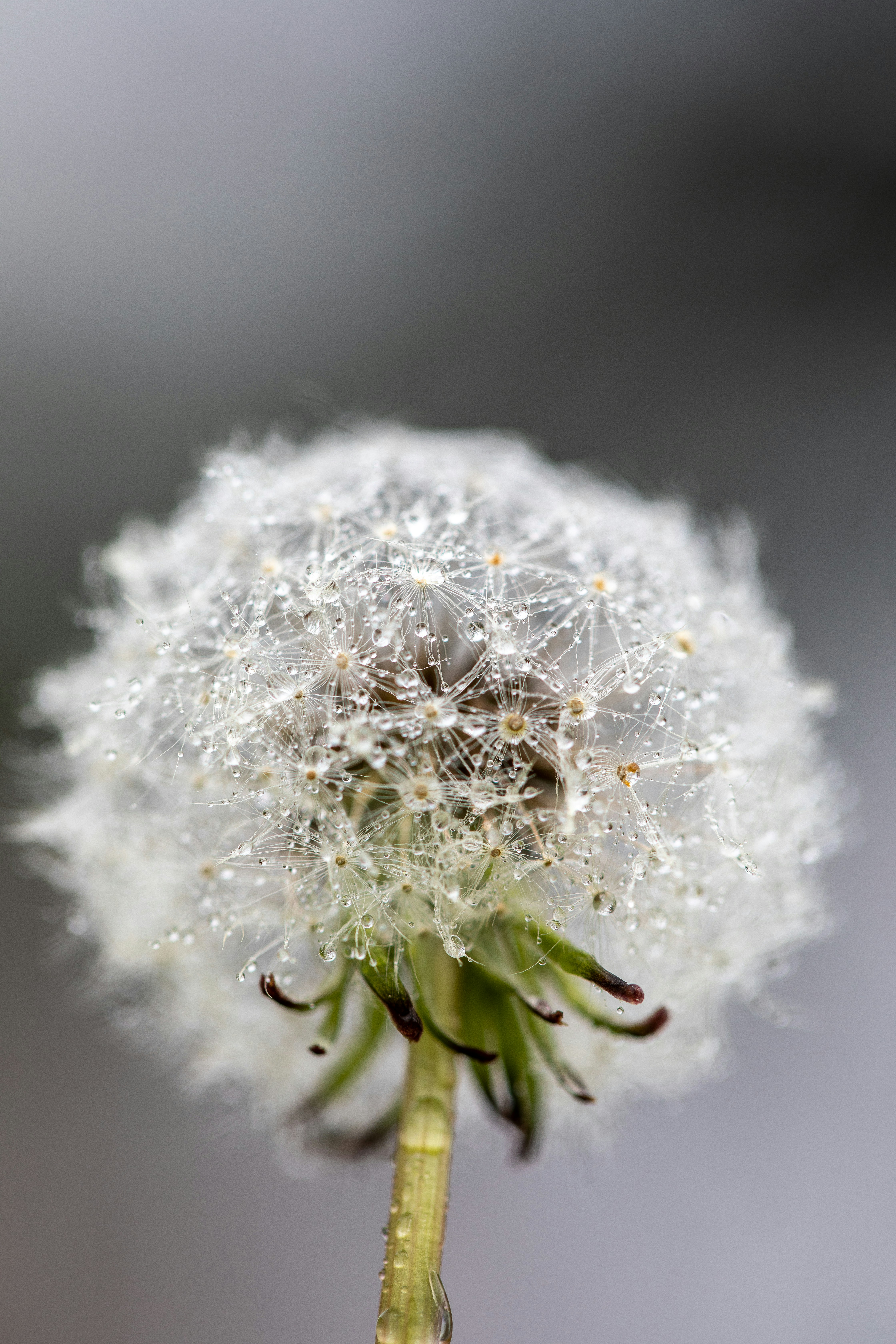 Photo by ovidiugruescu