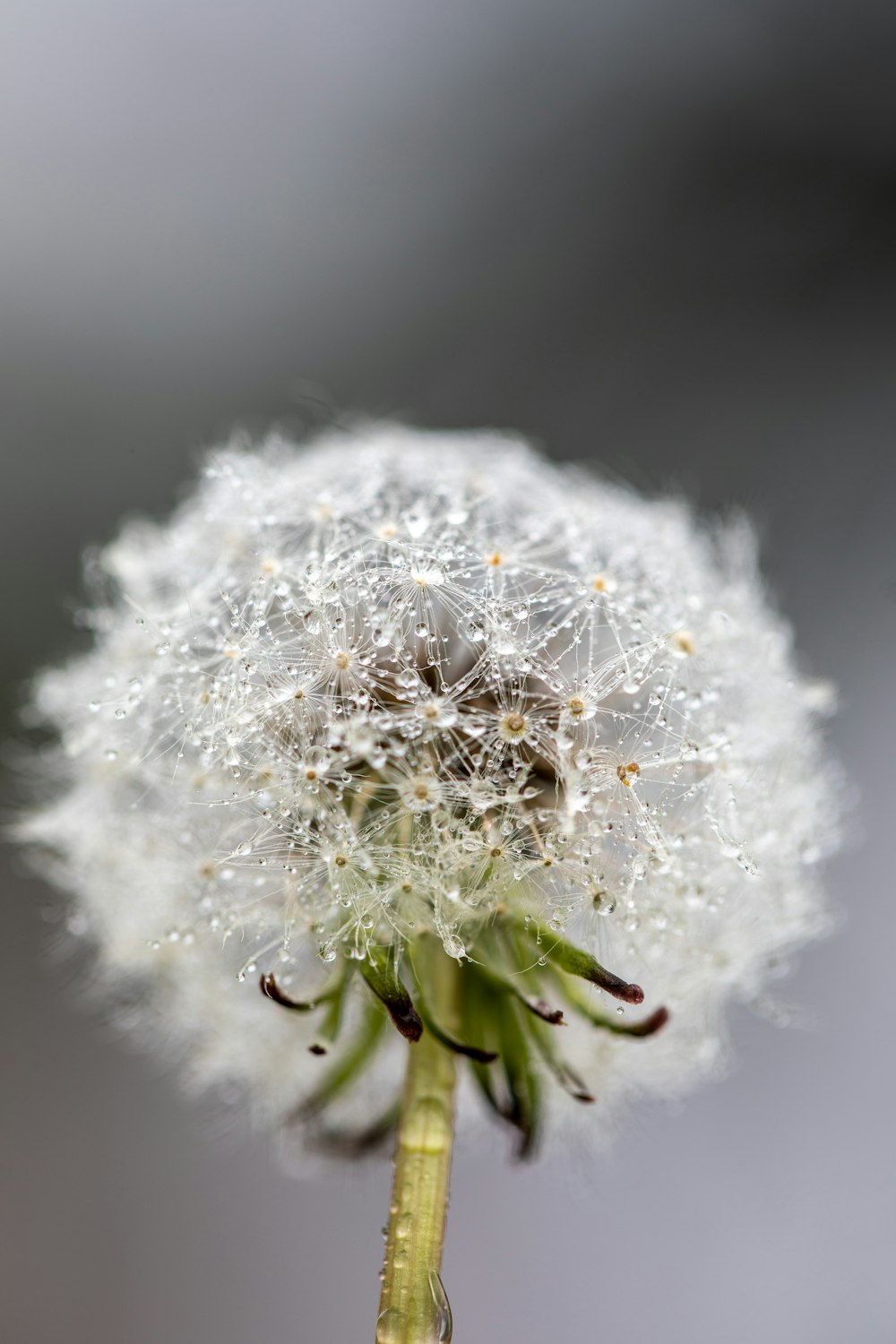 a close up of a dandelion