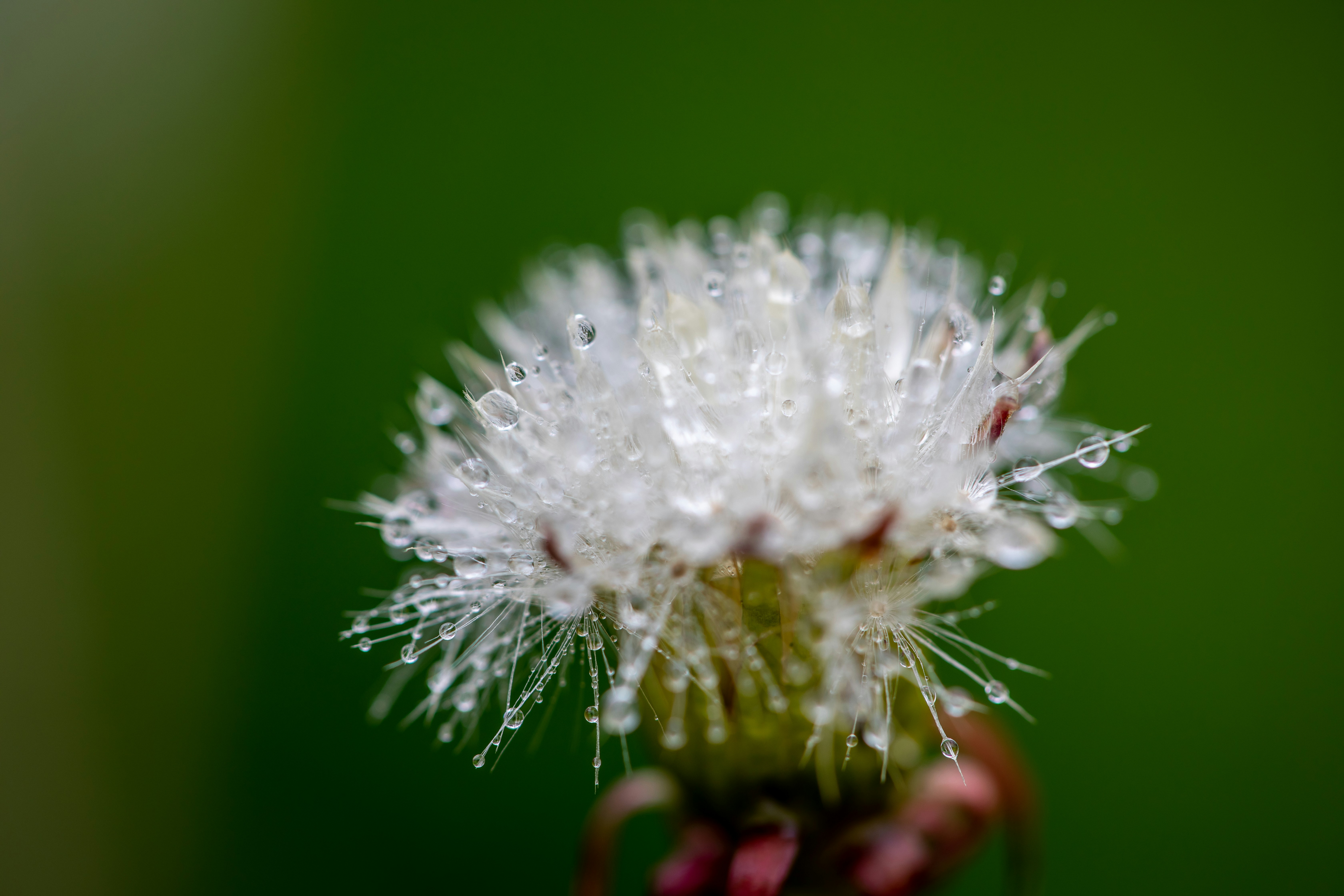 Photo by ovidiugruescu