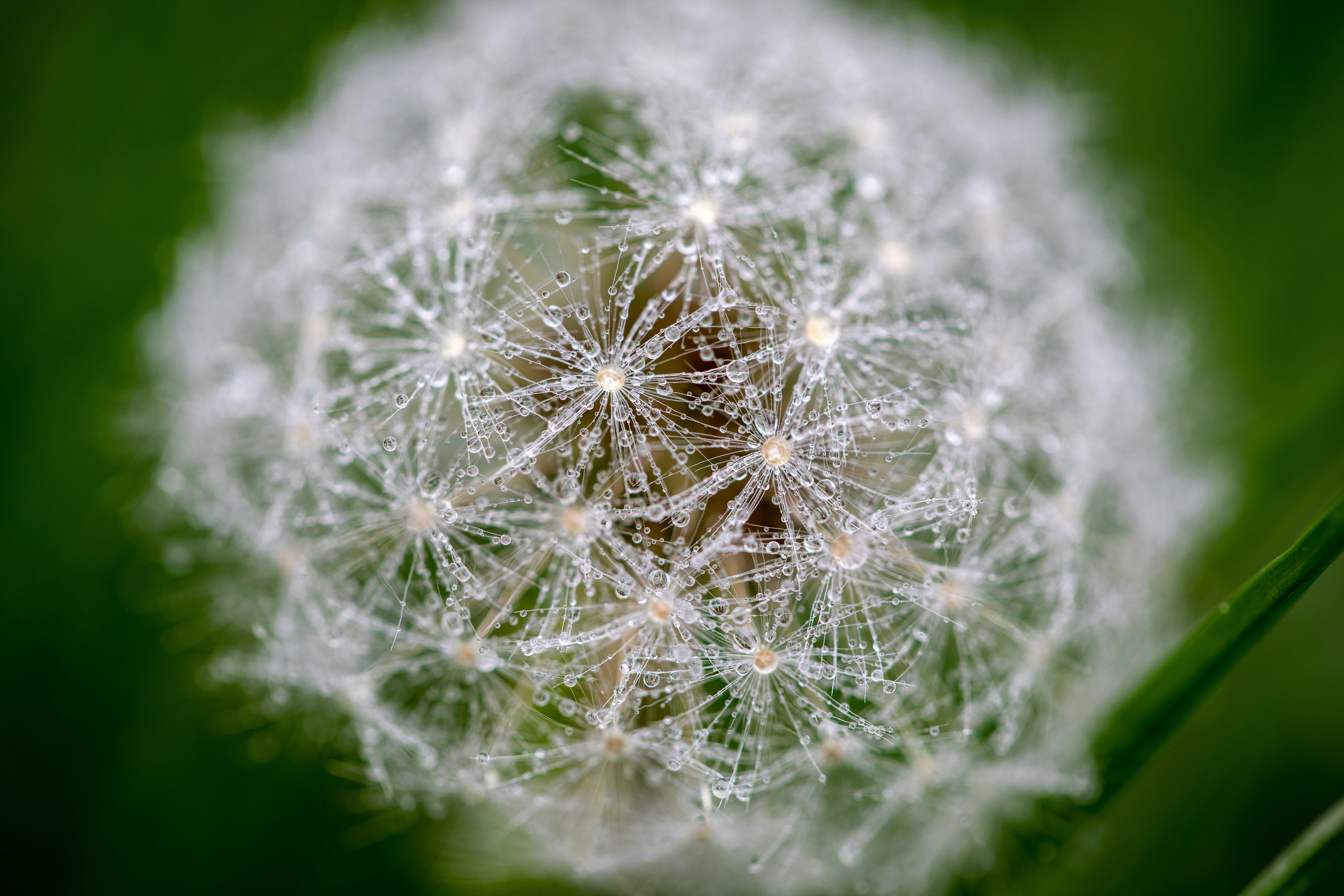 Photo by ovidiugruescu