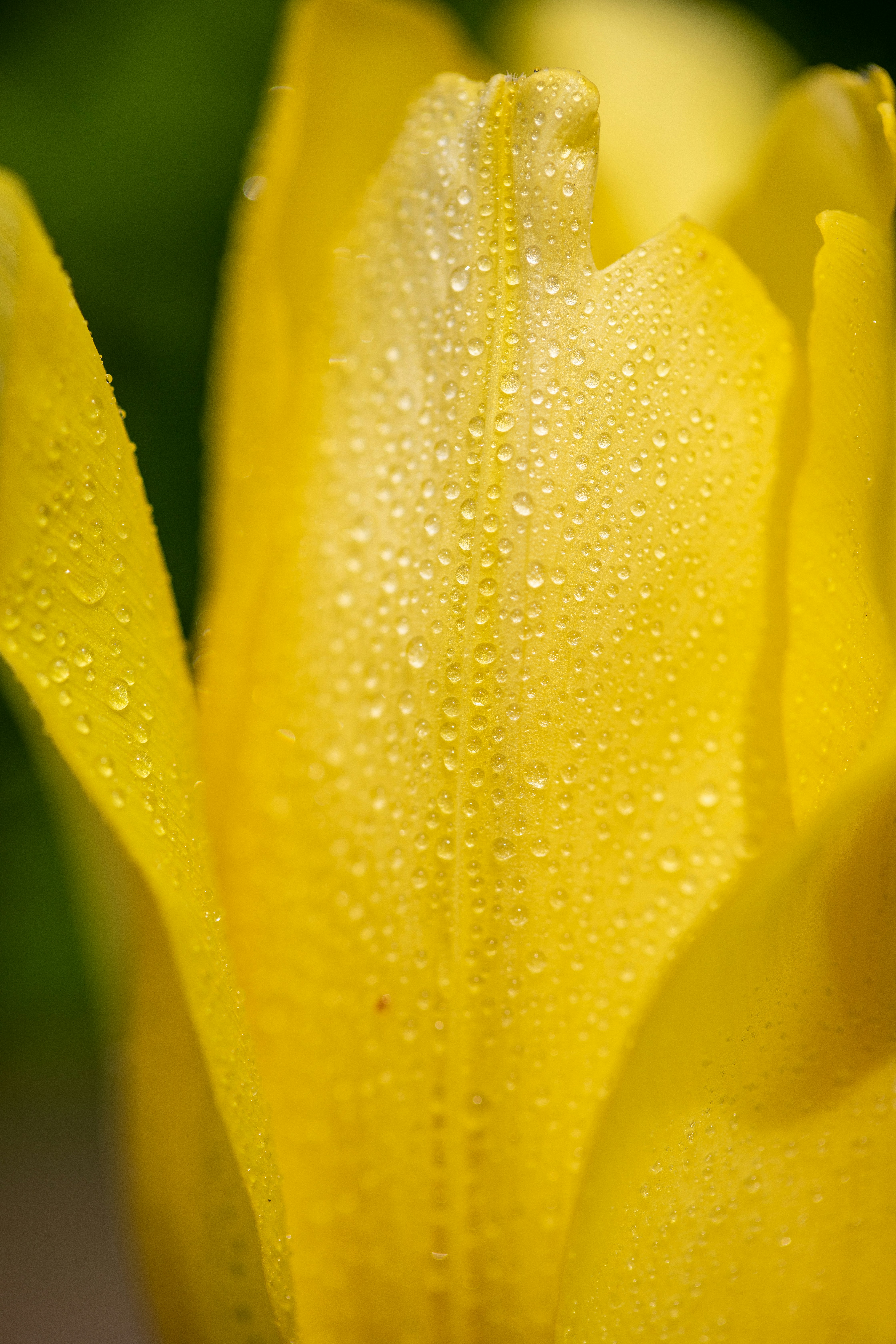 Photo by ovidiugruescu