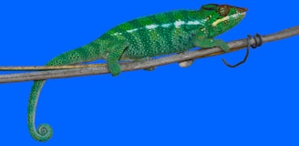 a green reptile on a branch