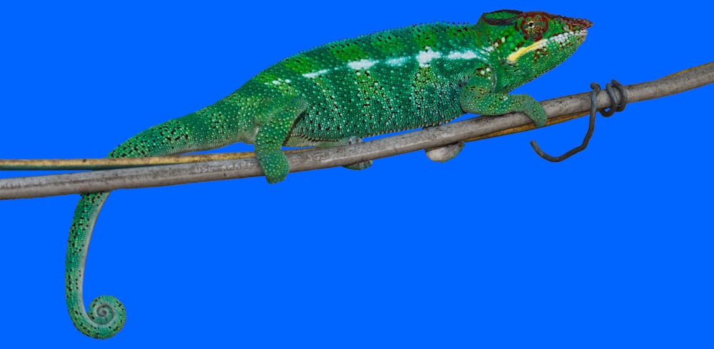 a green reptile on a branch