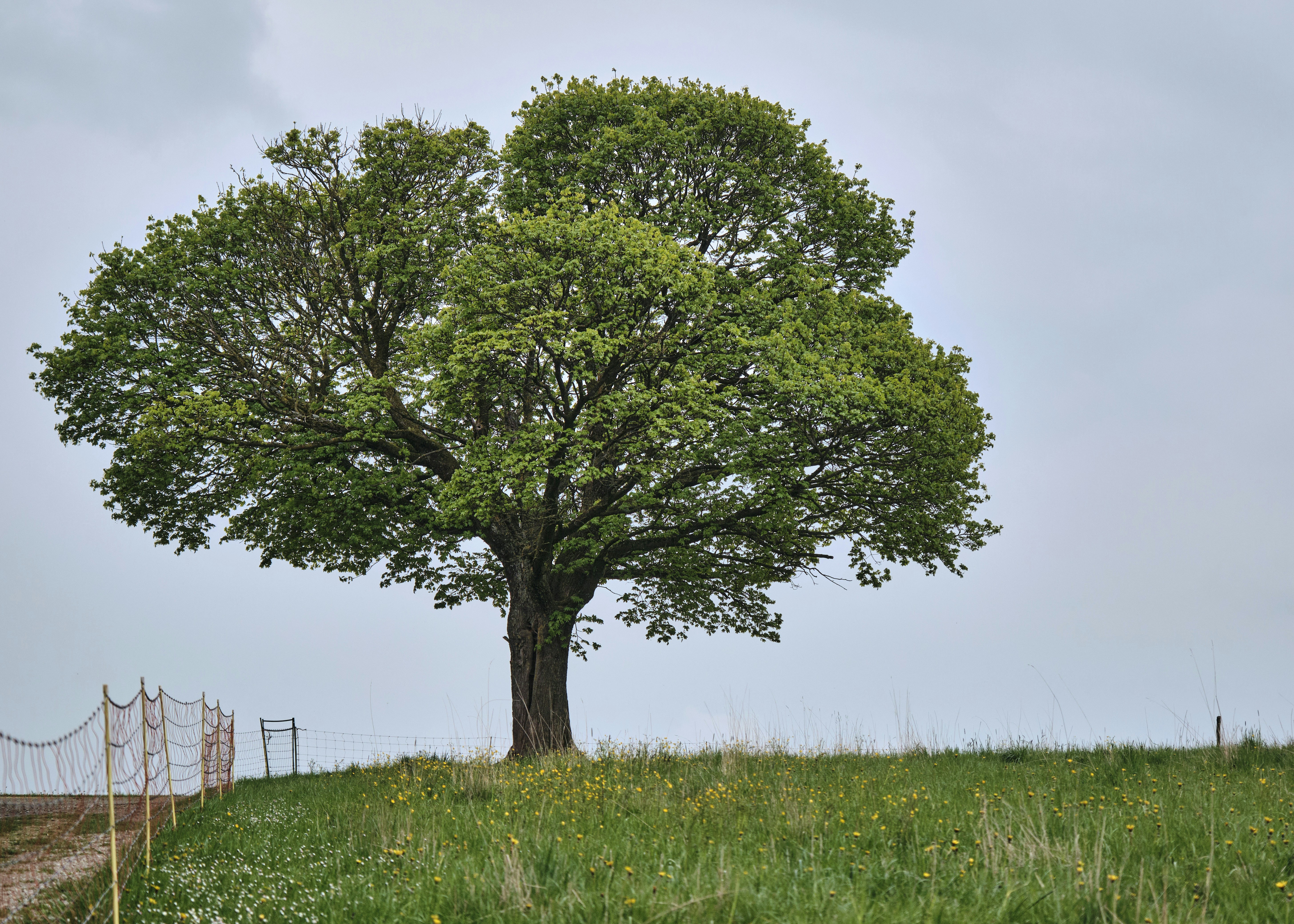 Photo by tassilogroeper