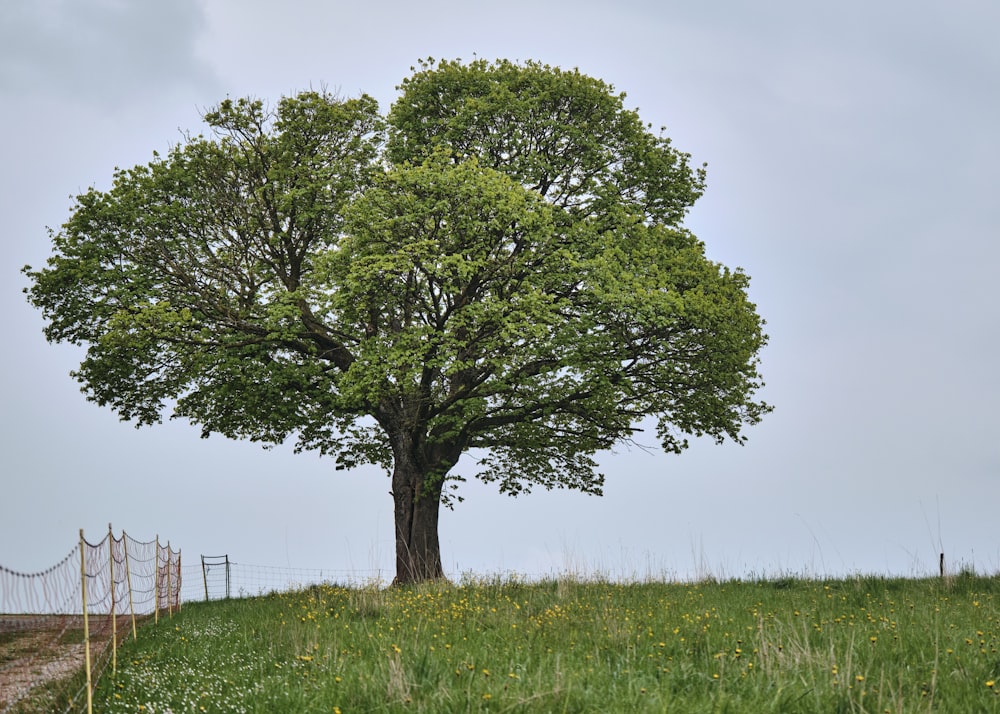 a tree in a field