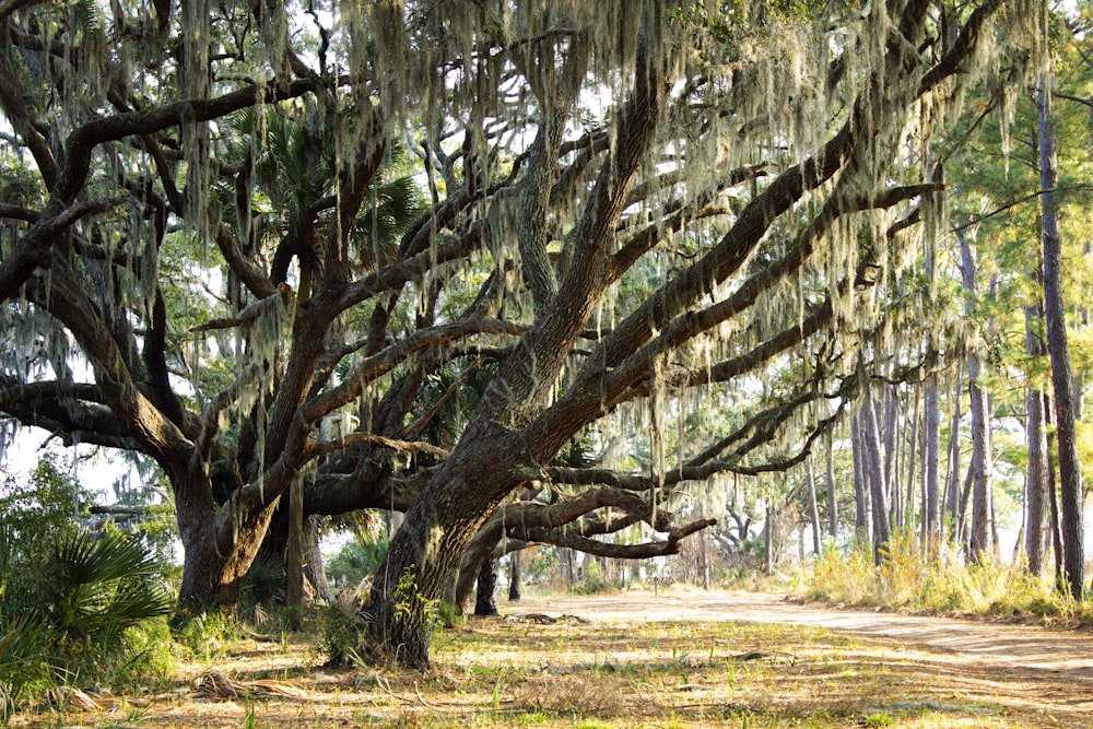 a large tree with many branches