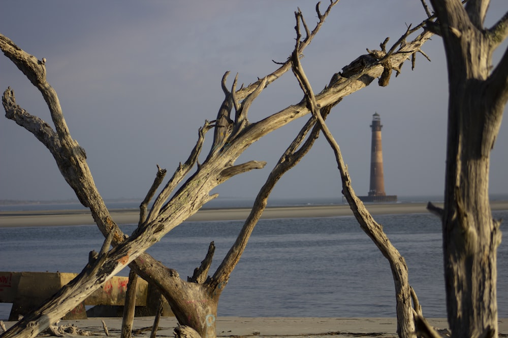 a tree with no leaves on a beach