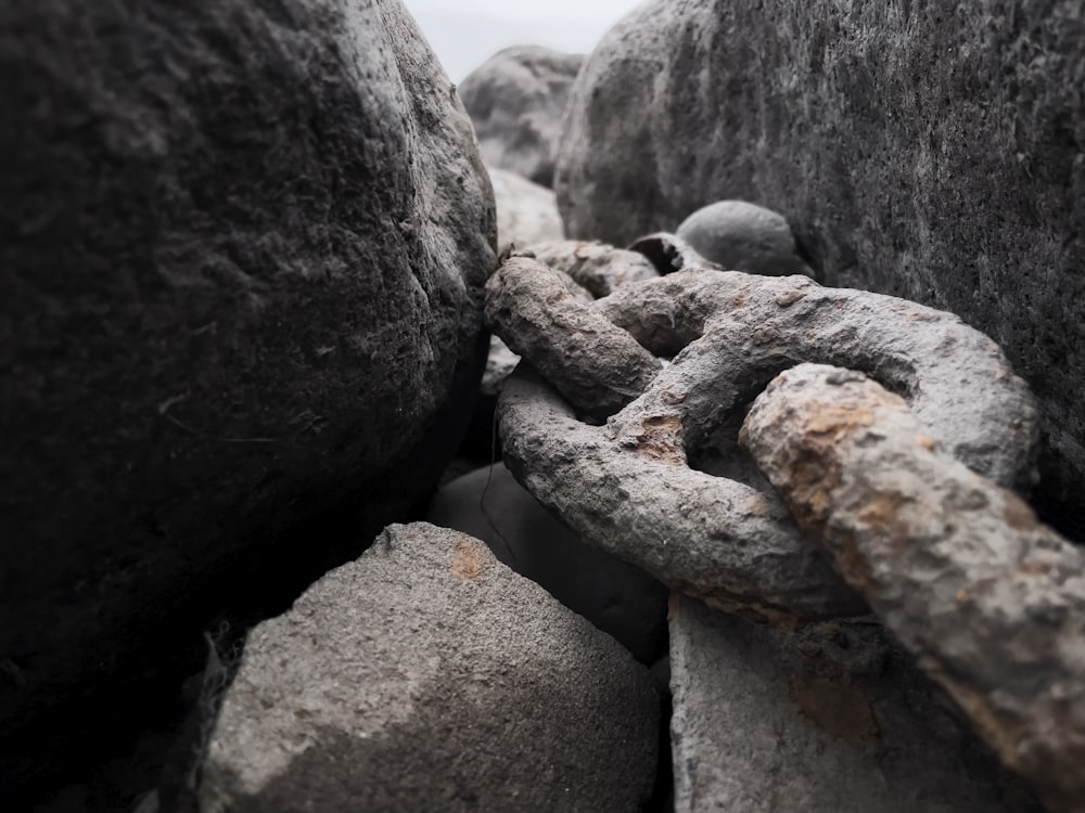 Un lagarto en una roca