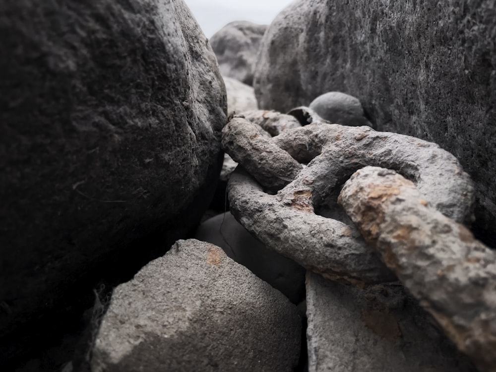 a lizard on a rock