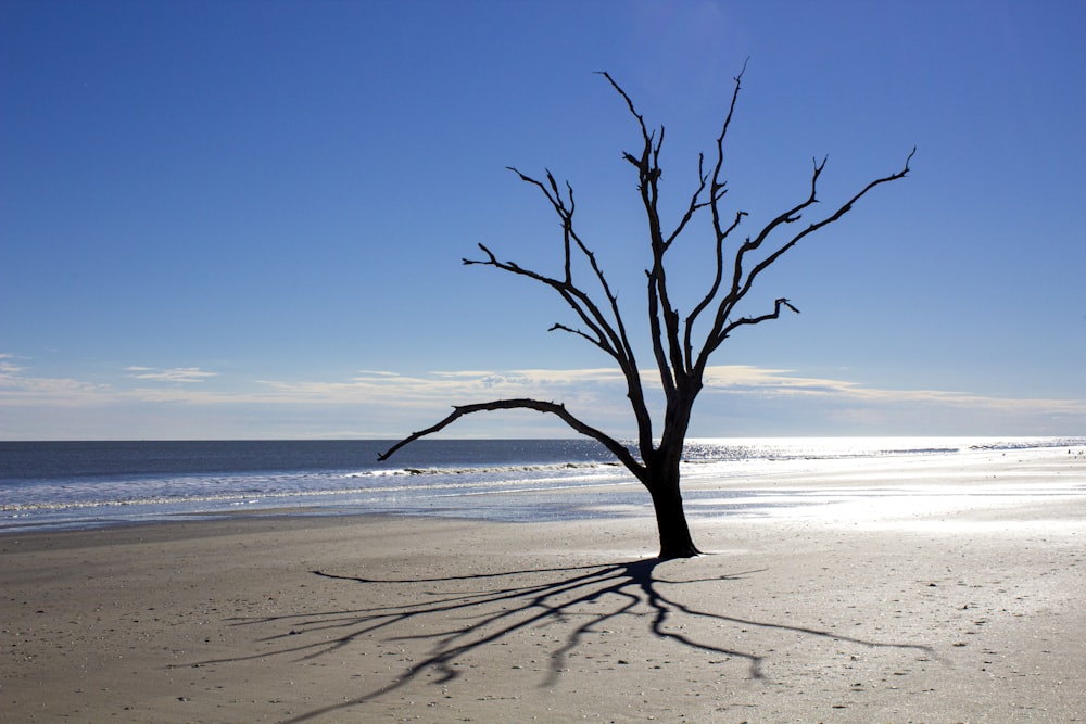 a tree on a beach