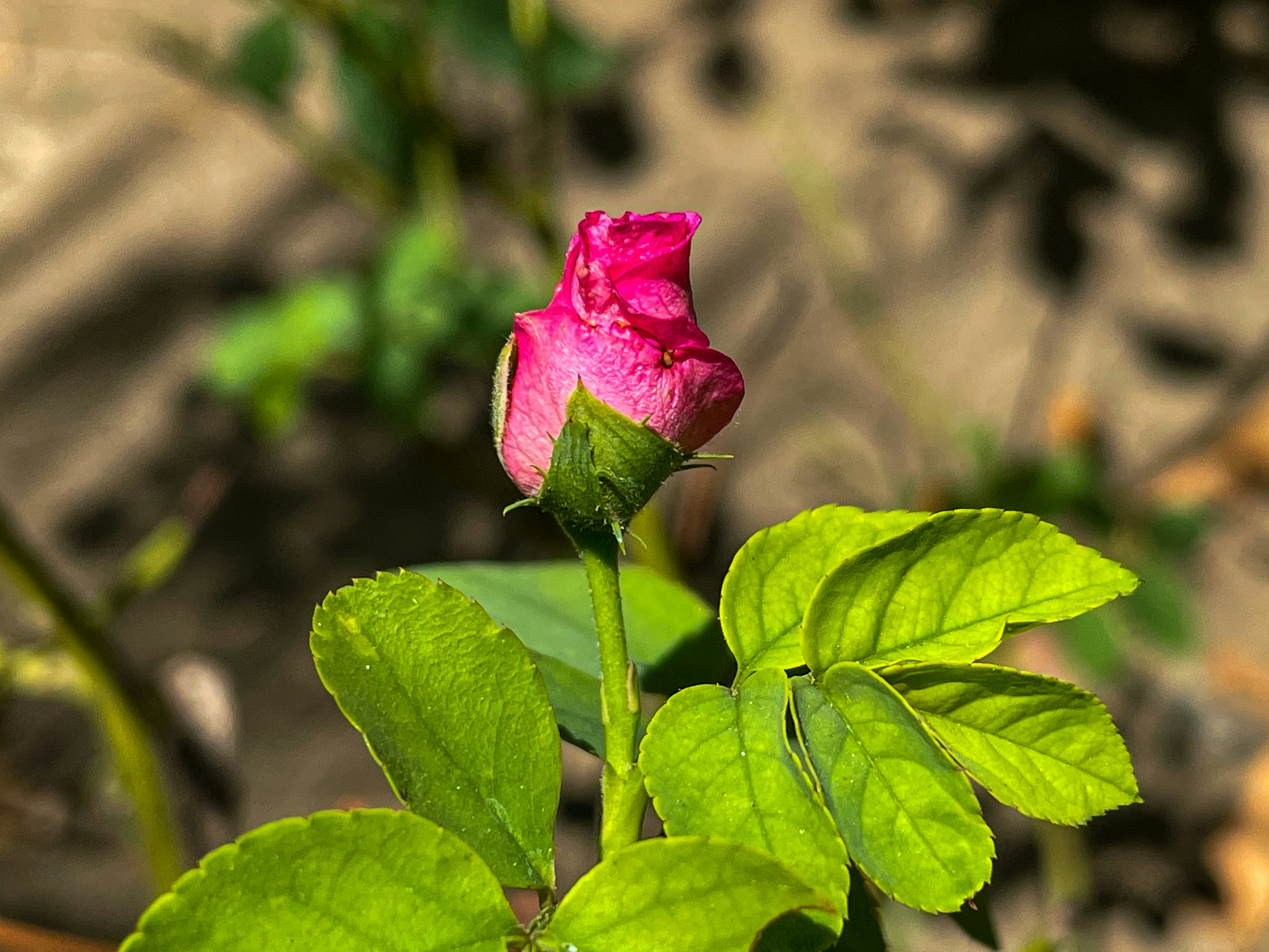 a pink rose with green leaves