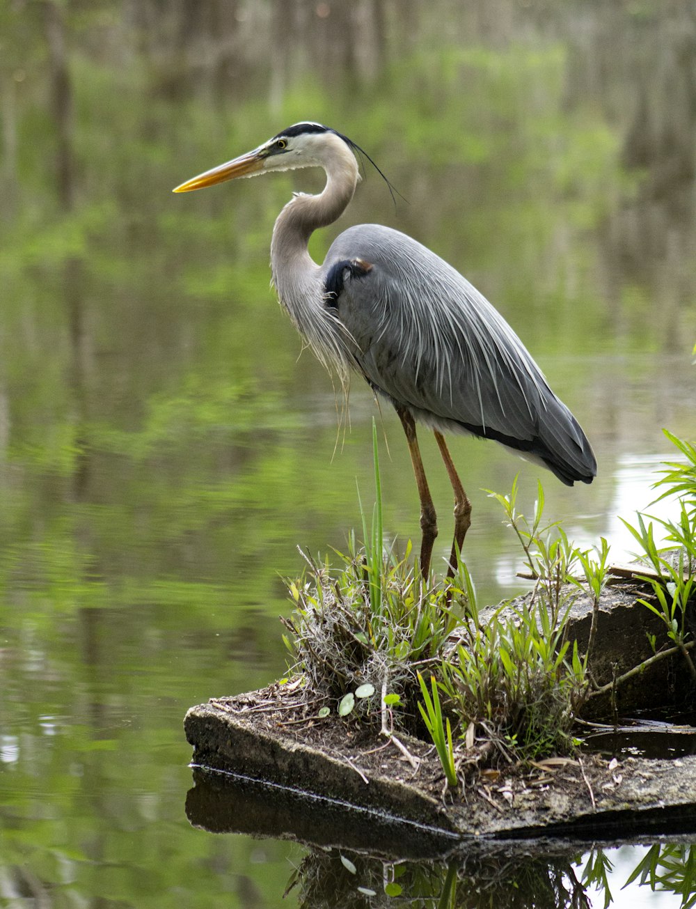 a couple of birds standing in water