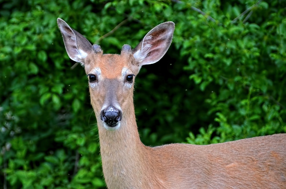 a deer with antlers