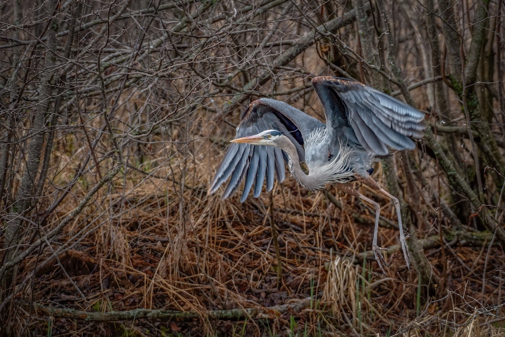 a bird flying over some dry grass