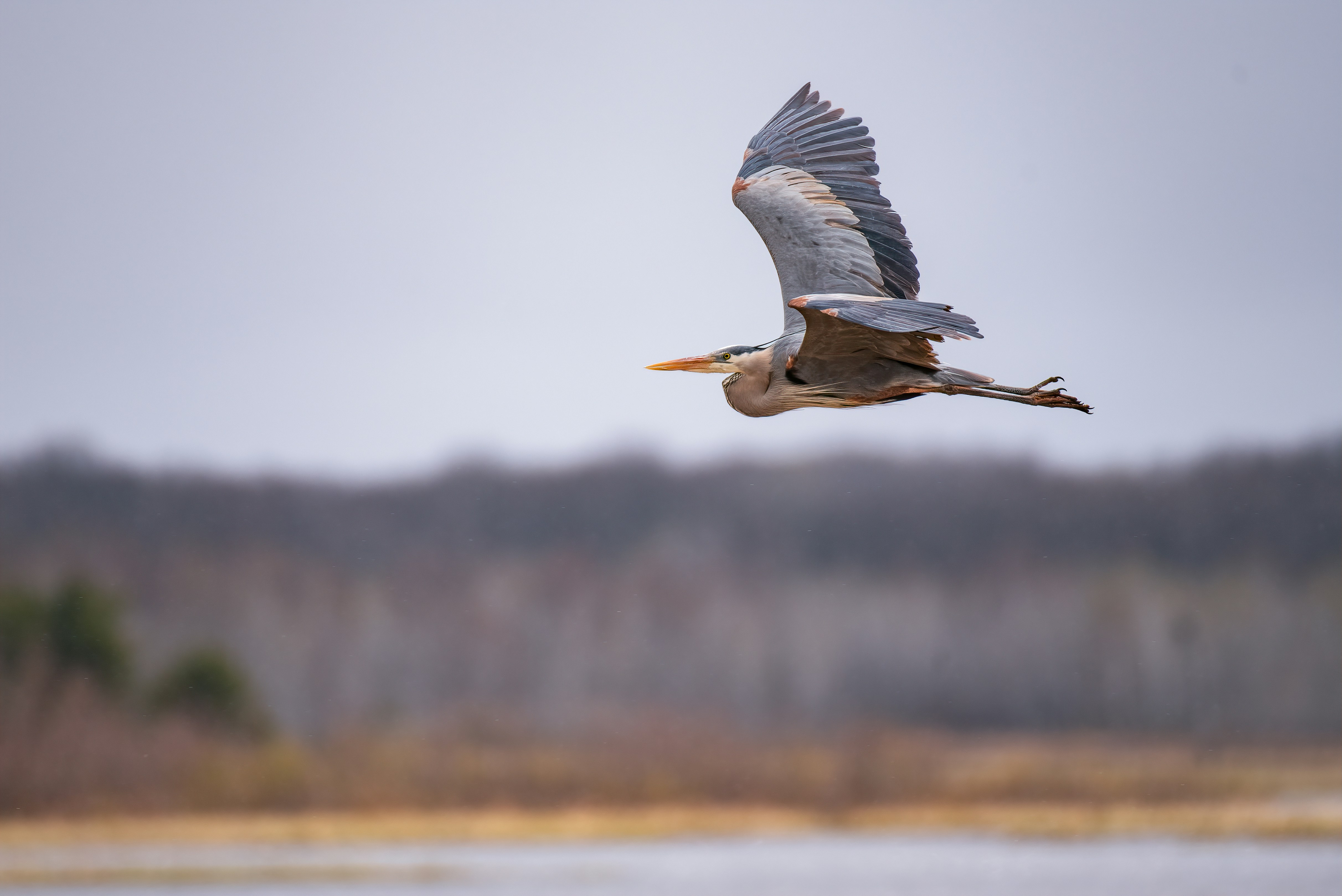 a bird flying in the air