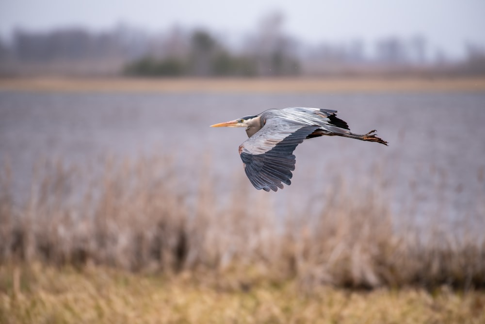 a bird flying over a field