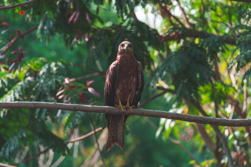 a bird perched on a branch