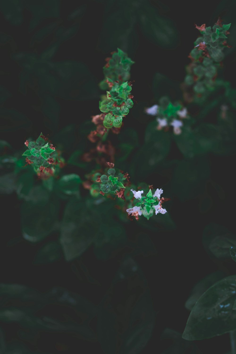 a close up of some flowers