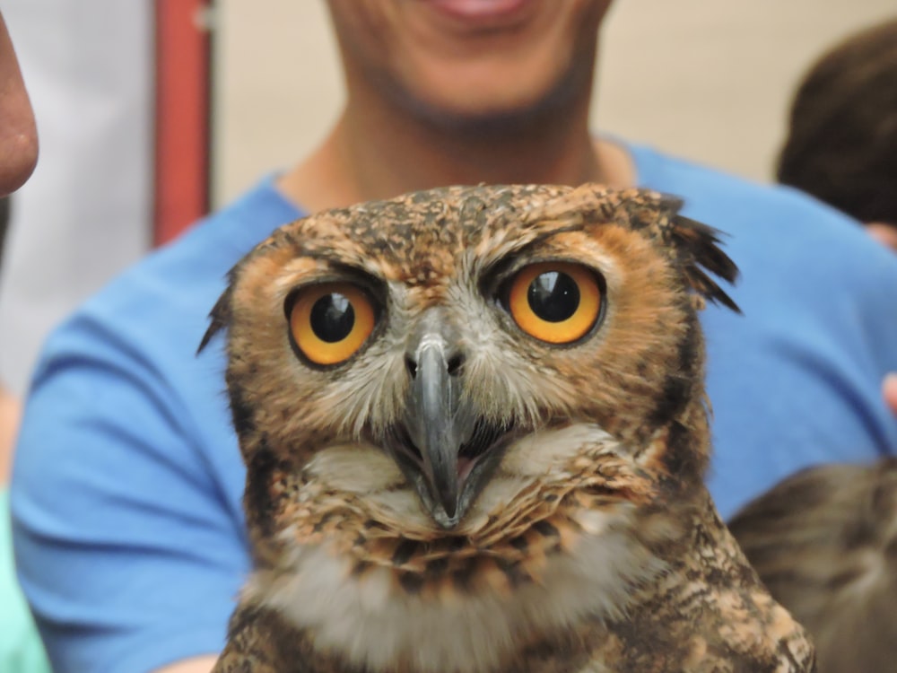 a person holding an owl