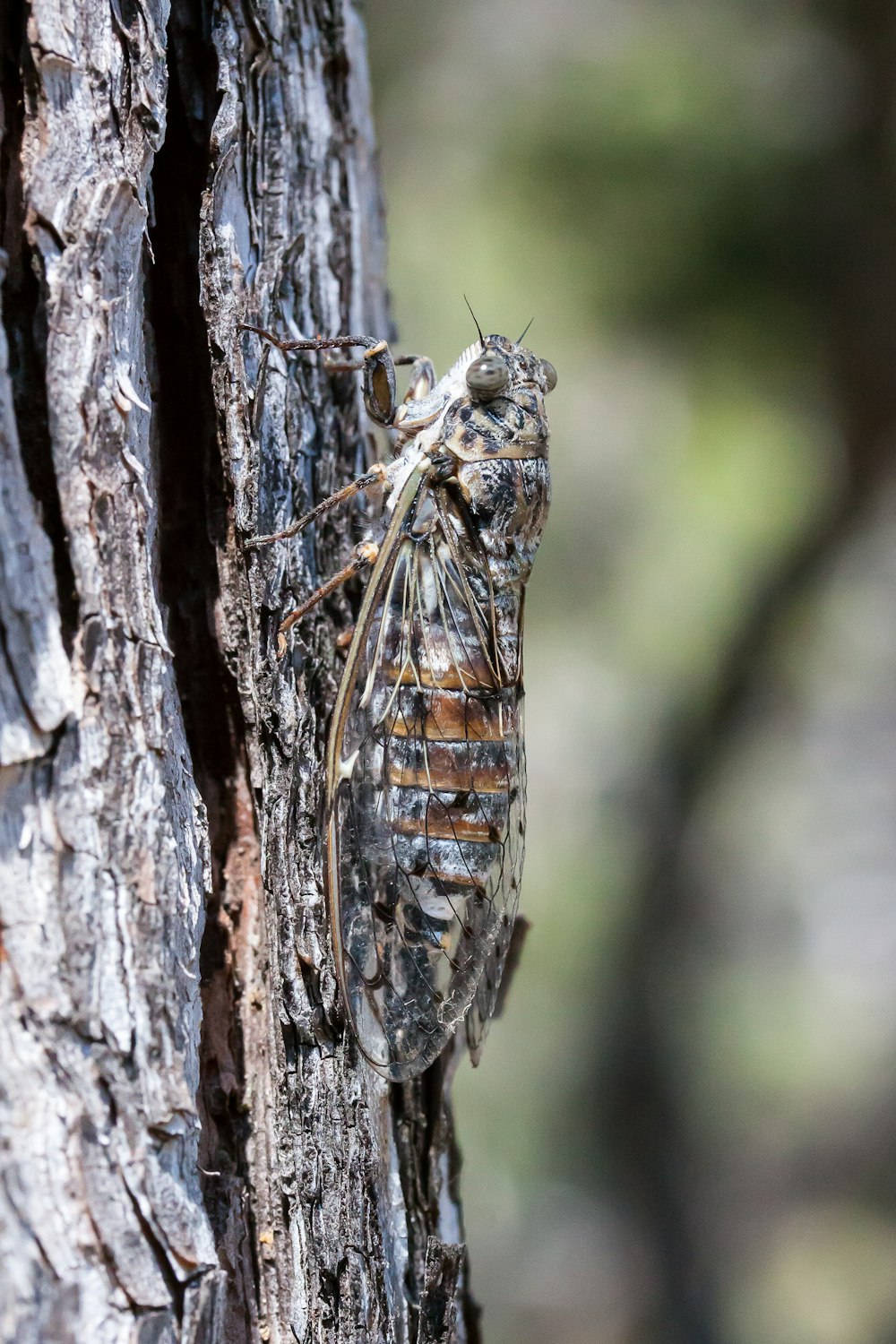 a insect on a tree