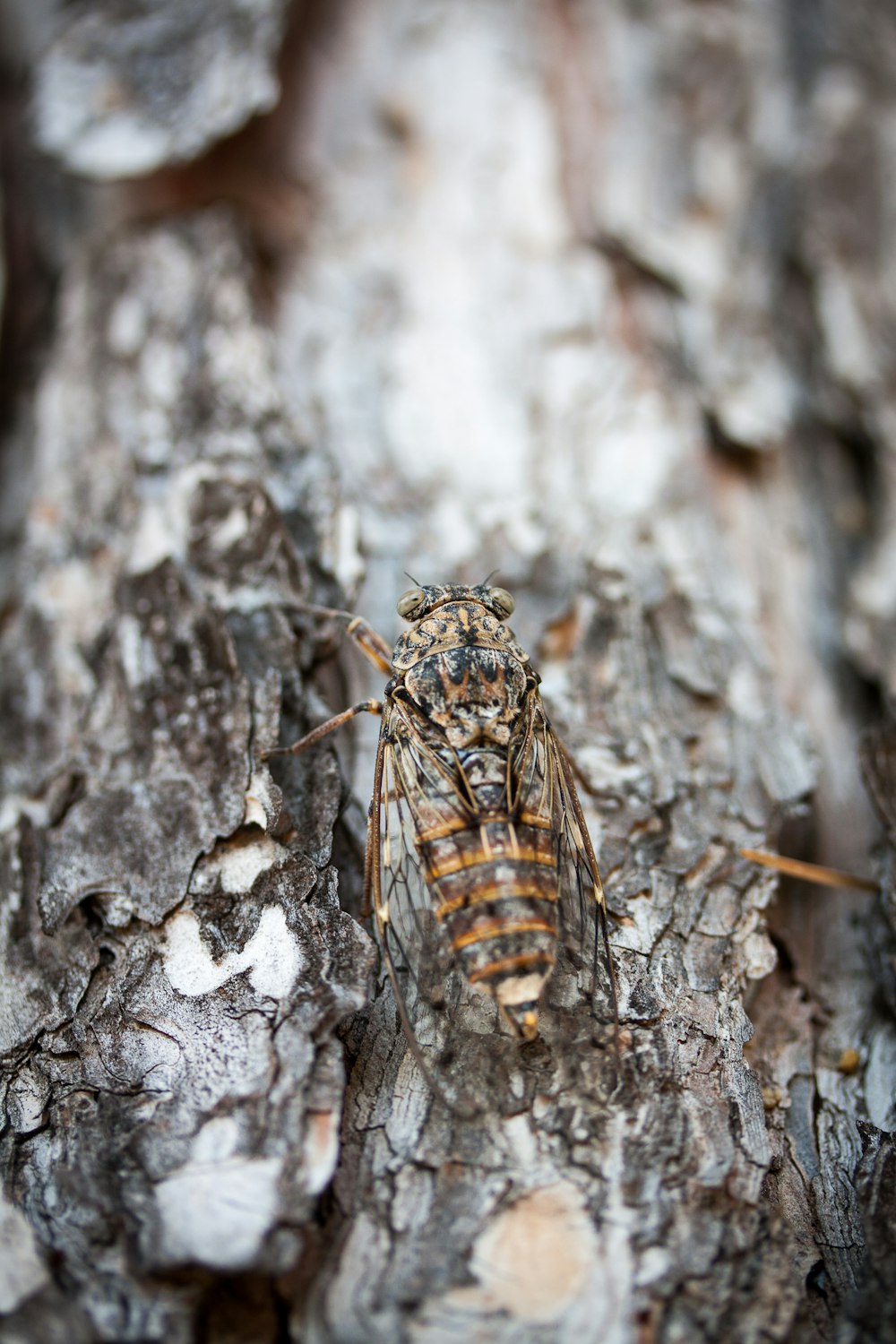 a bee on a tree