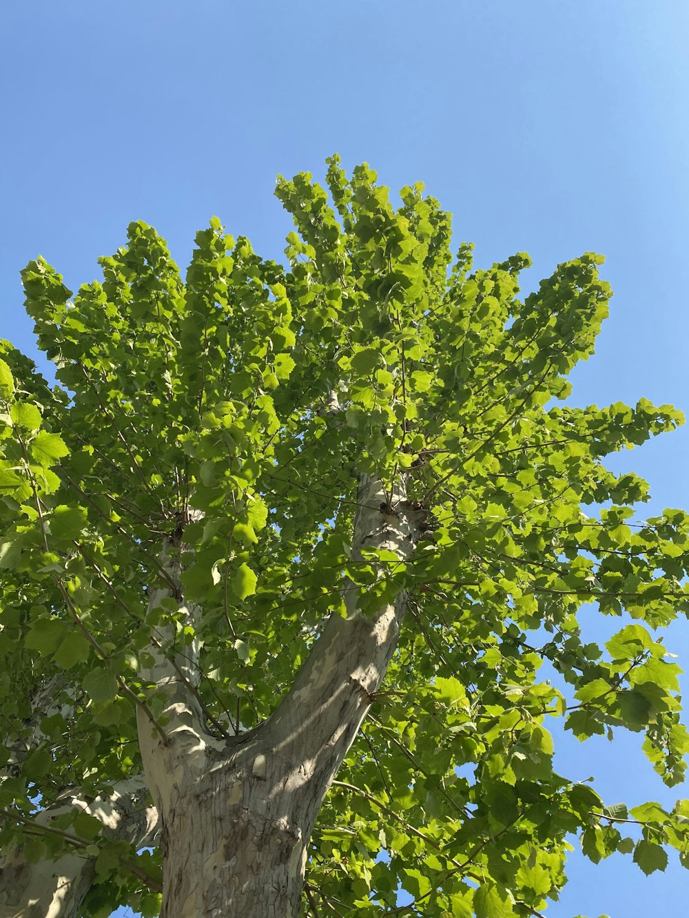 a tree with green leaves