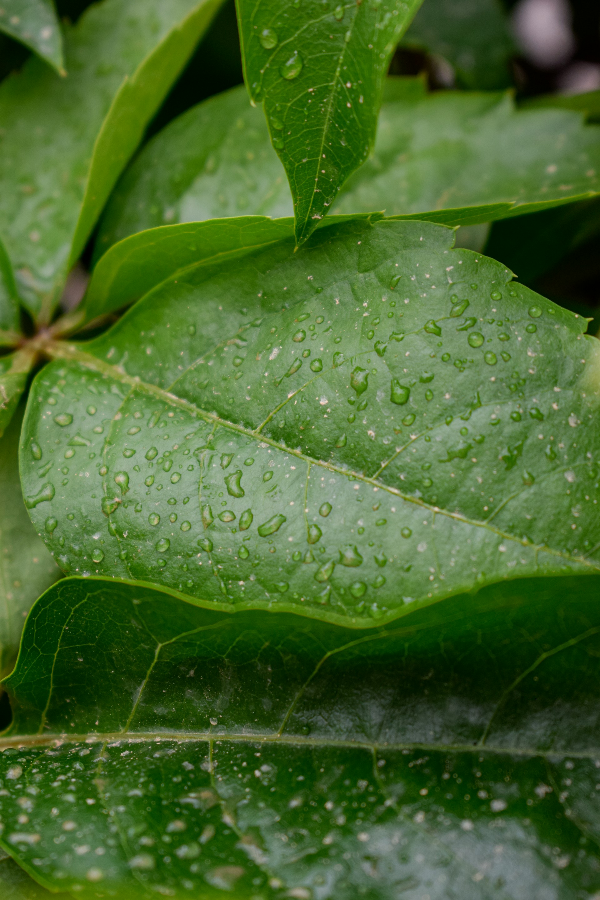 a close up of a green plant