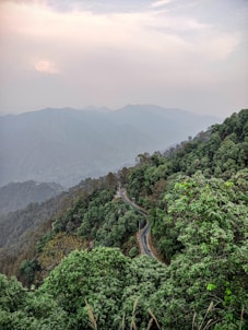 a group of bushes with a mountain in the background