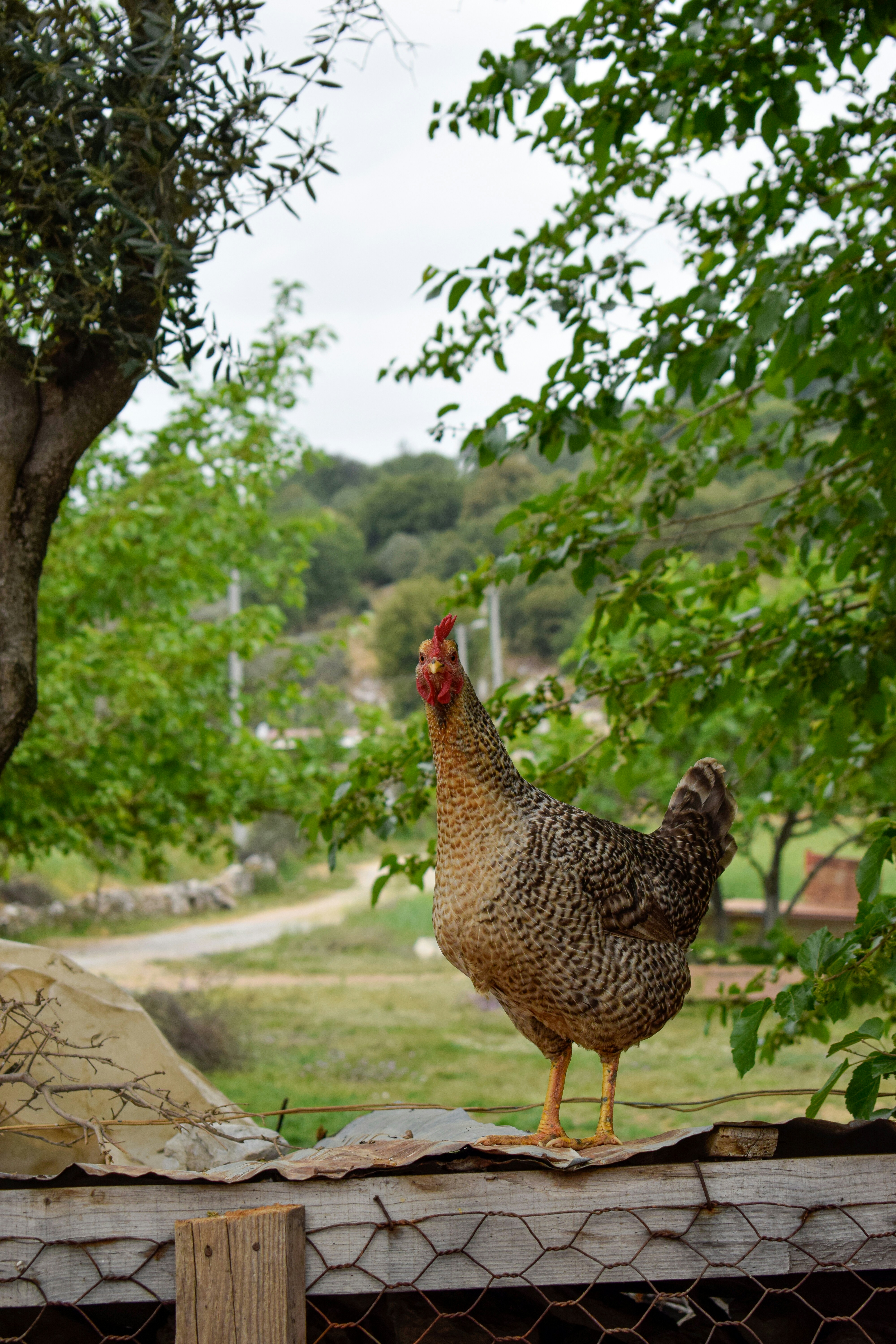 a giraffe standing in front of a tree