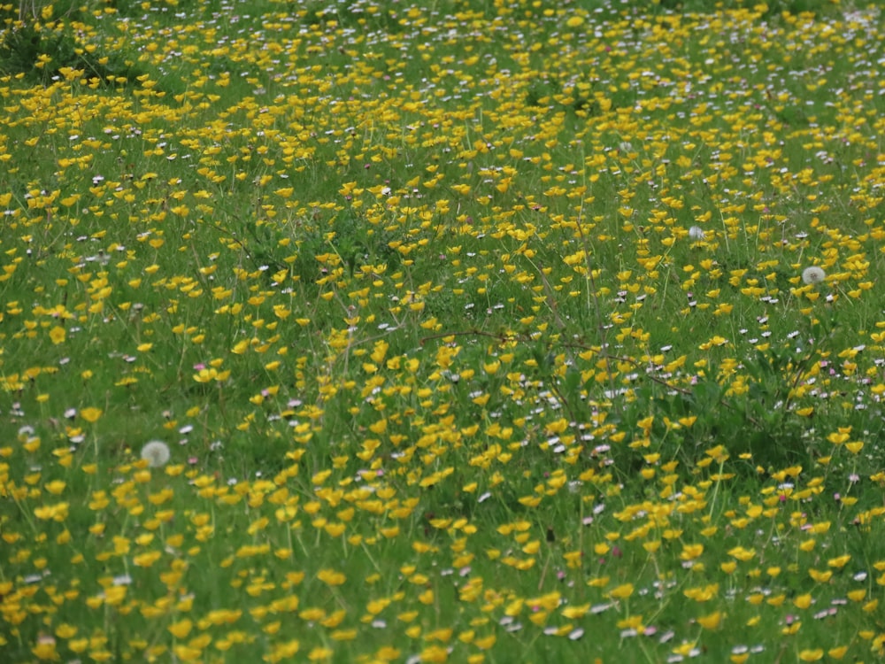 a field of yellow flowers