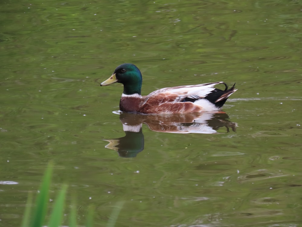 a duck swimming in a pond