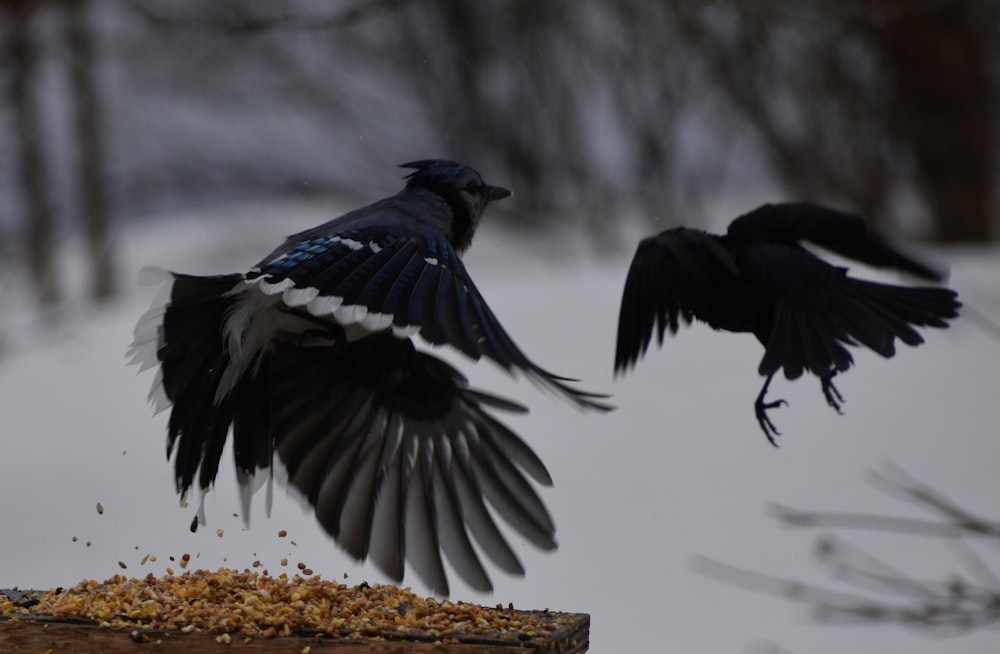 a couple of birds flying