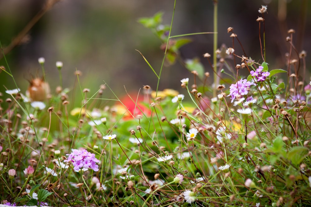 a field of flowers