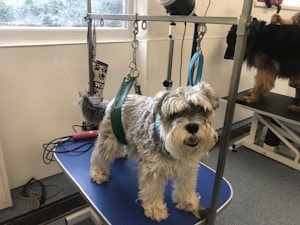 A small, fluffy dog with a gray and white coat is standing on a grooming table, attached with a blue harness. The room is well-lit with large windows and contains grooming equipment including dryers and a pair of scissors. Another dog, partially visible, is on a similar table in the background.