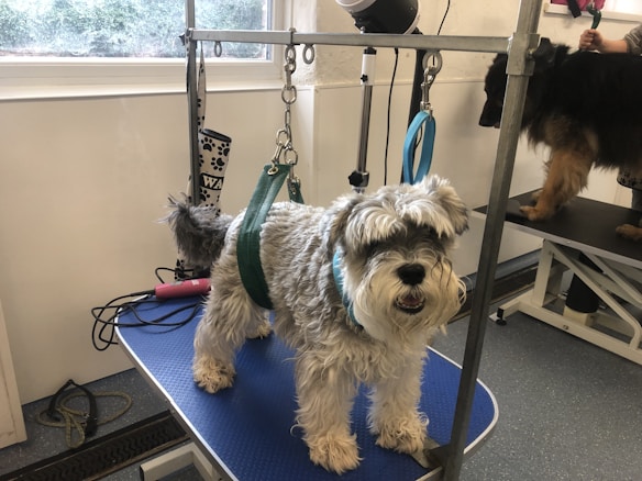 A small, fluffy dog with a gray and white coat is standing on a grooming table, attached with a blue harness. The room is well-lit with large windows and contains grooming equipment including dryers and a pair of scissors. Another dog, partially visible, is on a similar table in the background.