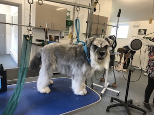 A large dog with gray and white fur stands on a grooming table in a pet salon. The dog is secured with a blue harness, and its fur looks well-groomed and fluffy. In the background, a person is preparing grooming equipment, while various tools and products are visible on counters and shelves.