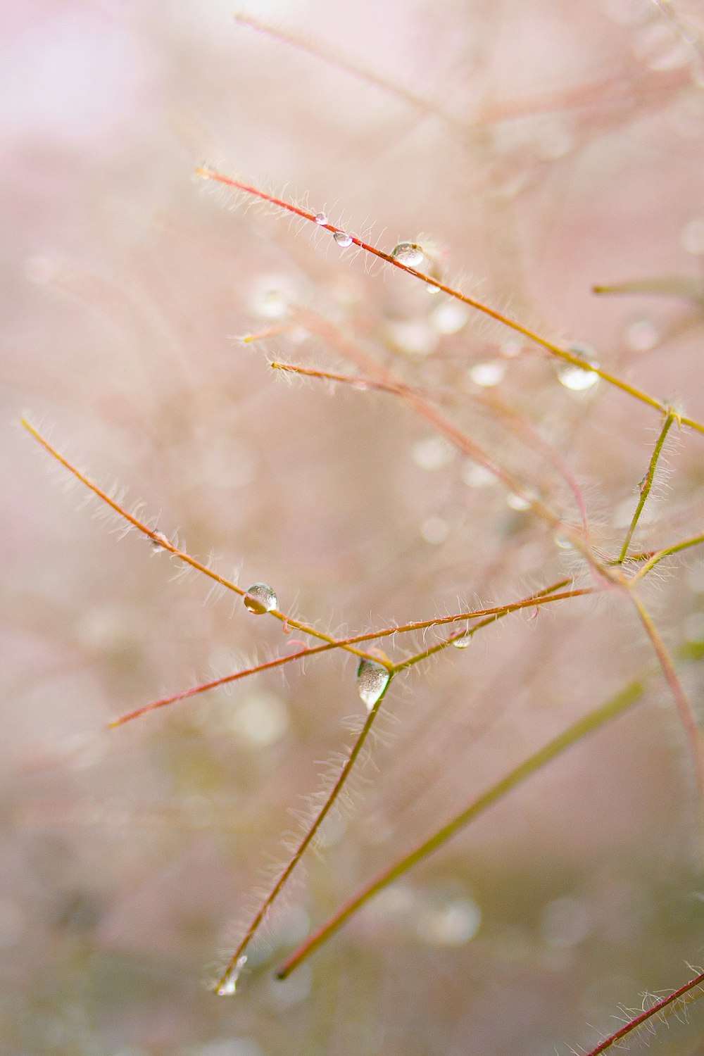 a close up of a plant