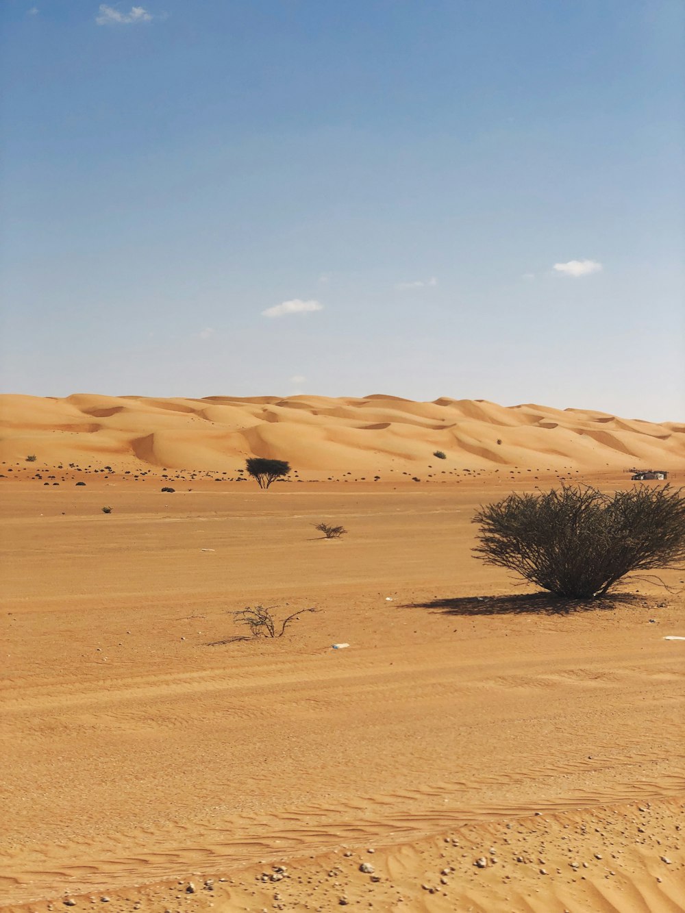 a desert landscape with a few trees