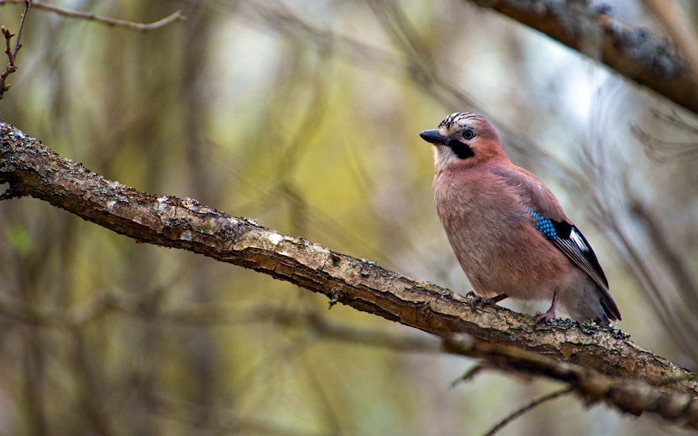 a bird sitting on a branch