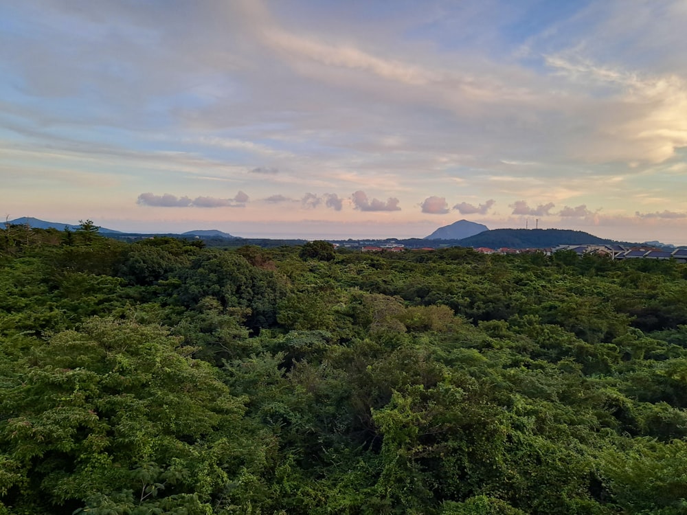 a landscape with trees and mountains in the background