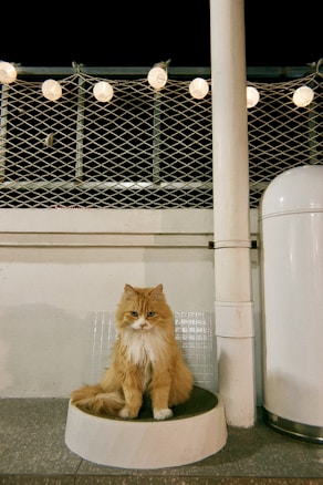 A fluffy orange cat with a long coat sits calmly on a circular platform. Behind the cat, there is a netted fence with decorative round string lights. The lights are turned on, casting a warm glow against a dark night sky. A tall cylinder and a vertical pipe are also visible.