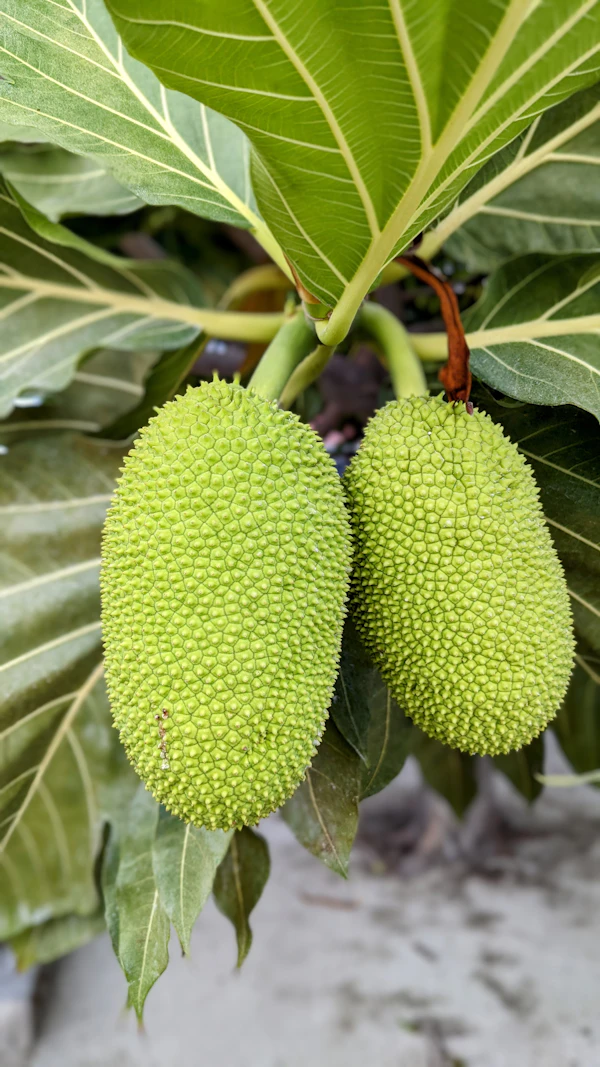 Fresh green breadfruit ulu on the tree