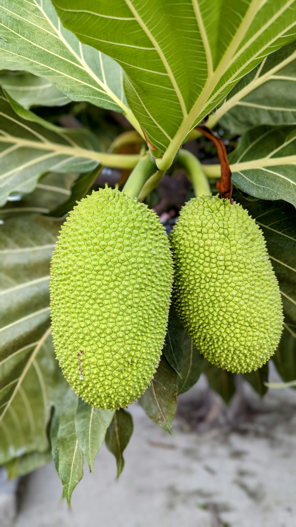 a plant with a large green leaf